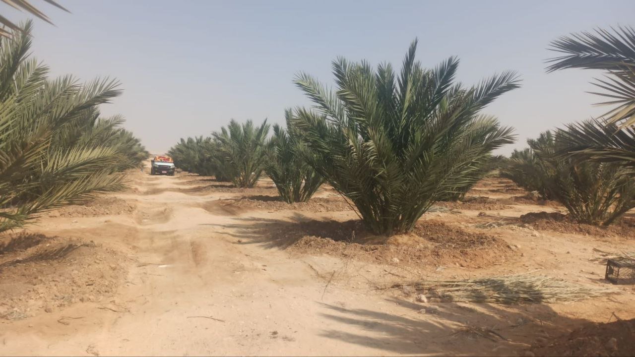 متابعة زراعية داخل مزرعة خير مصر